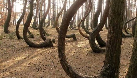 Không phải ngẫu nhiên khu rừng có khoảng 400 cây thông này lại mang cái tên rừng cong (Crooked Forest). Những cây thông trong  rừng thông trăm tuổi này đều có phần gần gốc uốn cong 90 độ so với mặt đất.